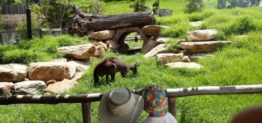 Top Kid-Friendly Activities in Sydney for Babies and Toddlers